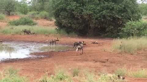 playful painted wolves