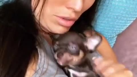 Foster mom reads to sick little Chihuahua puppy.