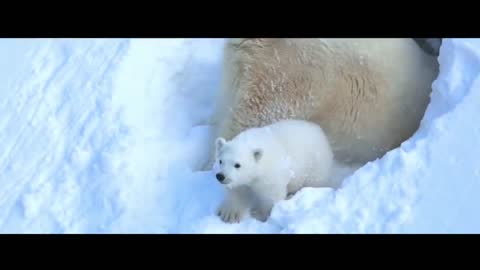 Mama Bear takes Little Bear out for a stroll