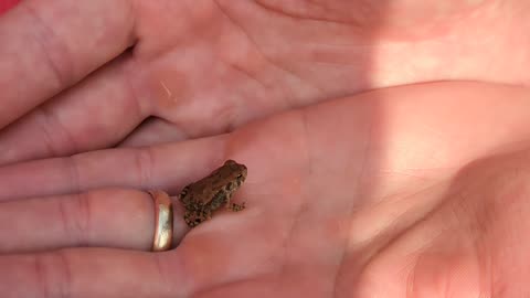 Cannon Farm - Tiny Frog #chicken #homesteading #farm #farmlife #chickenfarmer