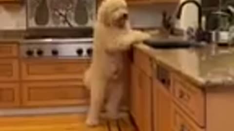 Entertaining Compilation of Hilarious Cat and Dog Videos - Laugh with Funny Animals