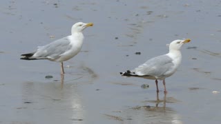 Seagulls Worms Microscope Beach Sand