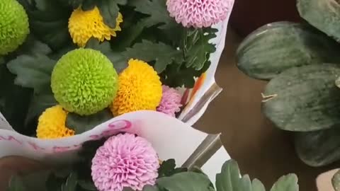 Ping pong chrysanthemums in different colors