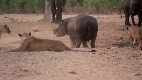 Hippo vs Lion Clan | Natural World | BBC Earth