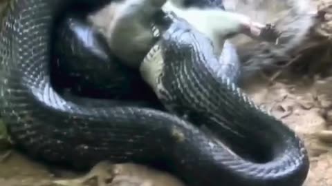 Snakes Devouring Prey Compilation 2 🐍🦎🐦🐁