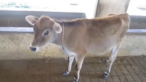 A cow with a baby at her feet is crying a lot