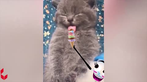 Funny Animal Videos 2024 - Best Dogs And Cats Videos - Funniest Cats And Dogs Videos Compilation