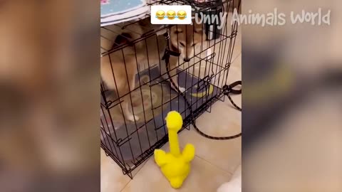 🤣Funny Animals Videos 2020🤣Best Of The 2020 Funny Animal Videos 😁