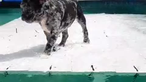 Frenchie Puppy Plays in Pool