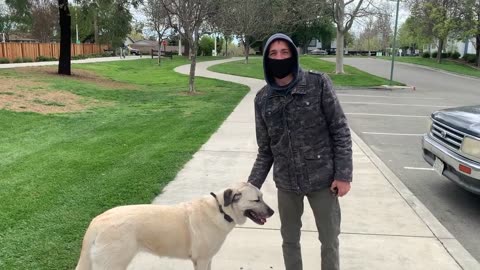 Honey Bear The 4 year old Anatolian Shepherd