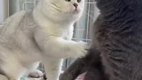 funny animal videos