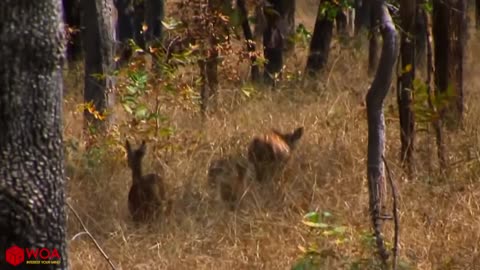 TIGER VS DEER | Baby Deer Try To Escape From Tiger Hunting But Failed