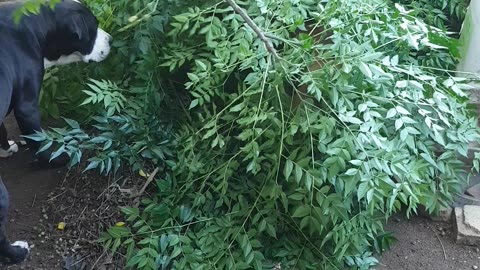 Pitbull emerging from the leaves.