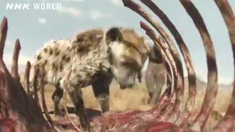 Wildlife Brave Giraffe Kick Five Lion To Save Baby - Power of LION In The Animal World But FAIL