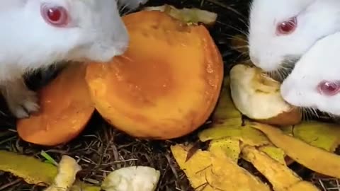 Cute Rabbit Family | Rabbit eating food