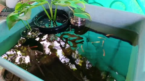 Feeding guppy fish