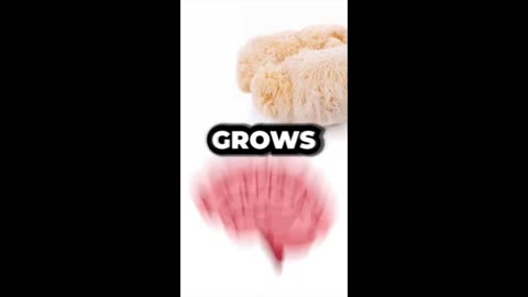 Lion's Mane Mushroom Compilation