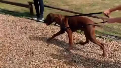 Train How to stop easily your dog pulling