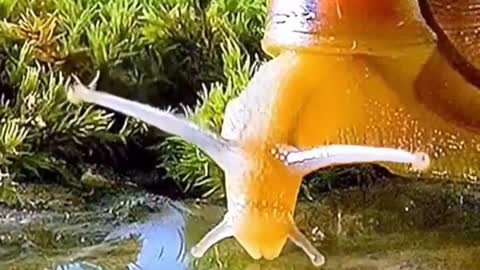 Have you ever seen how snails drink water in nature?