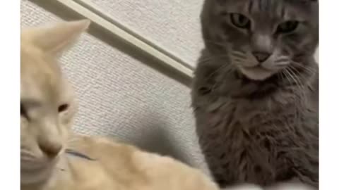 My Human Friend LOL!! | Funny Cat Videos | | Funny Animal Videos | #love #cats #cute #cuteness #firstlove #comedy #humor