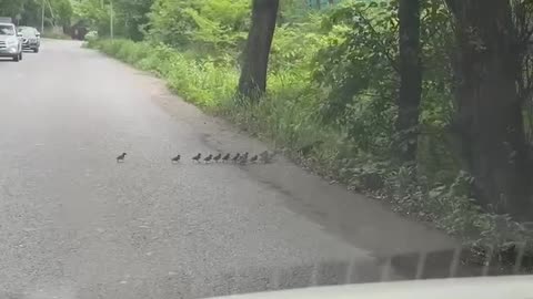 Mom duck and her ducklings jaywalking 😂