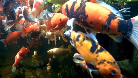 koi and goldfish pond 210821 gatorcam