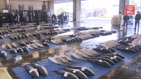 Fishermen catch 500 yellowtail in central Japan