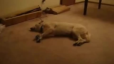 Funny Dog Running when Dreaming