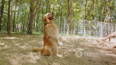 Understanding Canine Body Language