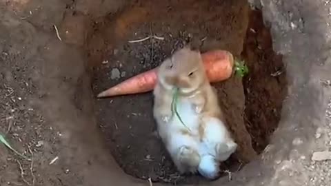 Rabbits eat tomatoes