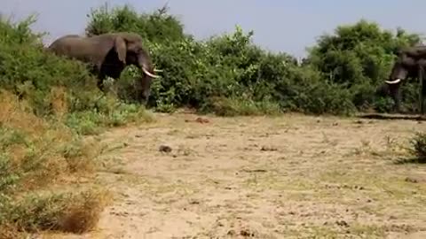 Elephant vs Elephant Fight