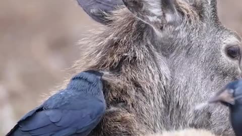 Jackdaws pluck fur from a deer for their nests 🦌 Video by Lawrence Chatton