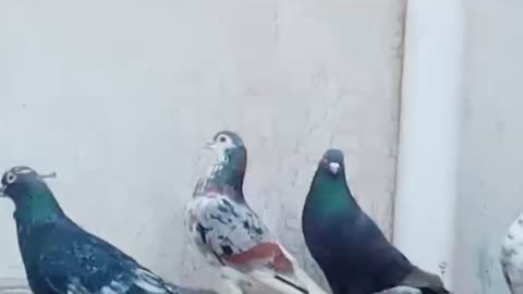 Beautiful pigeon breeder pair best flying