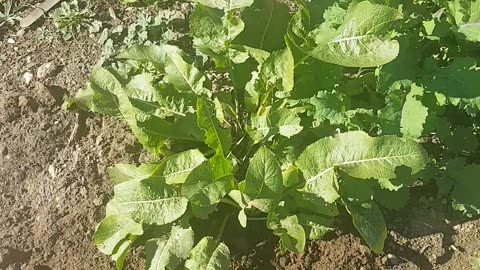 The Horseradish Needs Time To Grow!