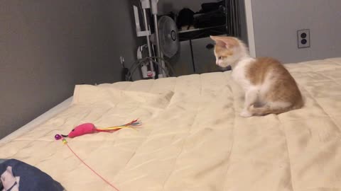 the way a cute cat hunts