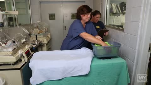 Giant Panda Cub Exam