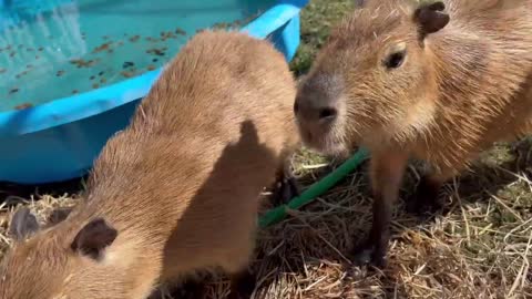 Capybara vs Piglet (Quandale Dingle Dies)