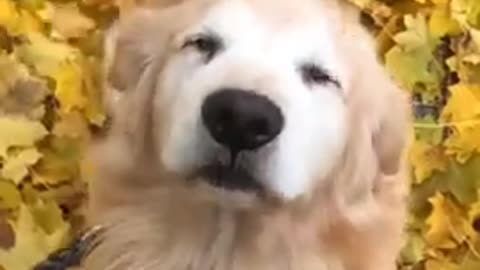 Happy and Funny Dog in Tiktok