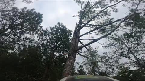 Removing a hang up #stormdamage #treework #hazardtree #fyp #foryoupage