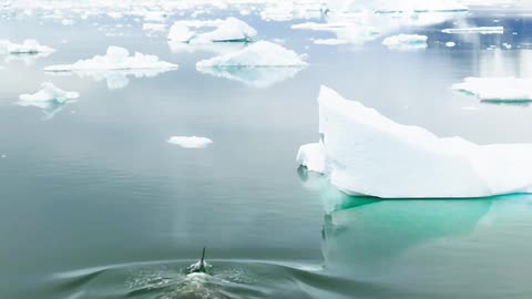 Whales hunting seals