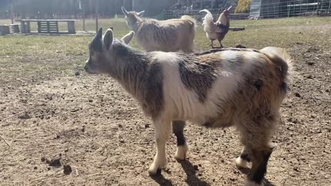 Quand un chevreau bêle, tous les chèvres bêlent.