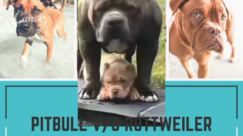 Pitbull v/s Rottweiler these guys very angry