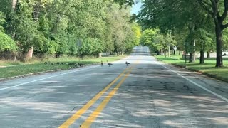 Geese crossing the road