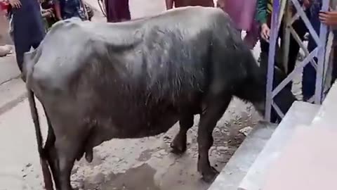 Buffalo in very bad condition