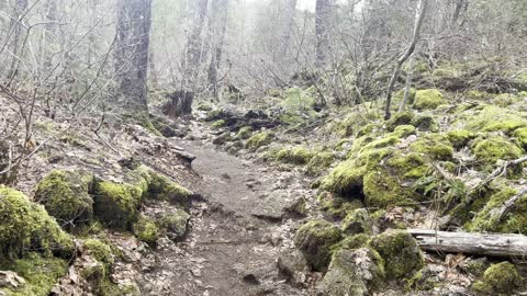 Hiking Through Geological Wonderland – Tamolitch Blue Pool – Central Oregon – 4K