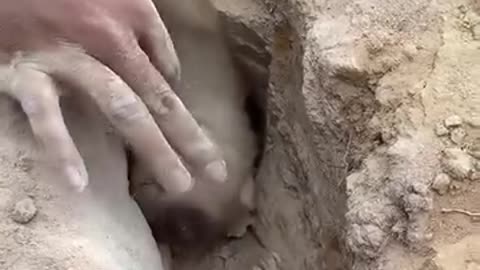 Poor little monkey saved from a pit of snake