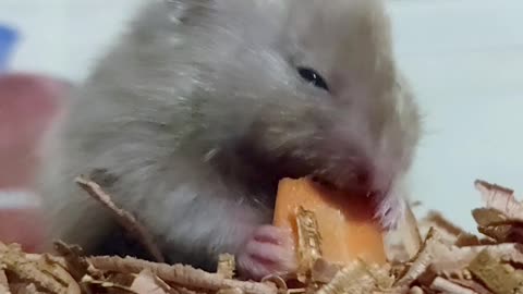 Adorable Hamster(Ms. Creamy) Eating Carrots #Shorts