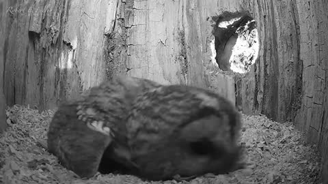 Tawny Owl Luna's Tragic Loss Has a Happy Ending🦉