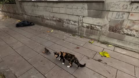 Mother cat tries to persuade her escaped kitten to return home.