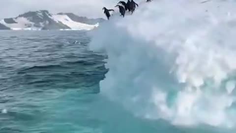 funny penguins